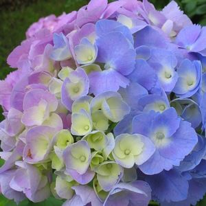 Meet your Posher, Lucy